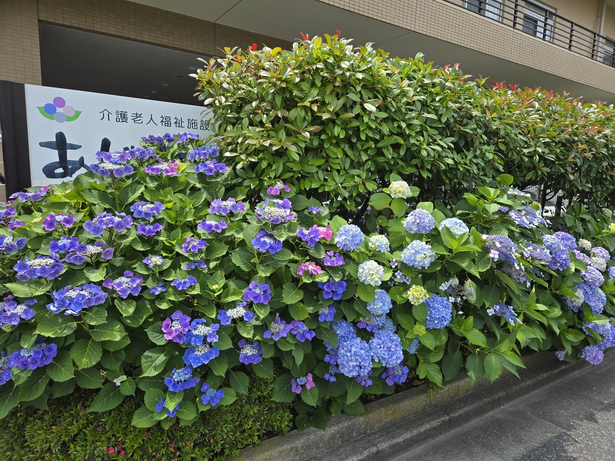 🌸とうとう！！ 2026年のあじさいが満開